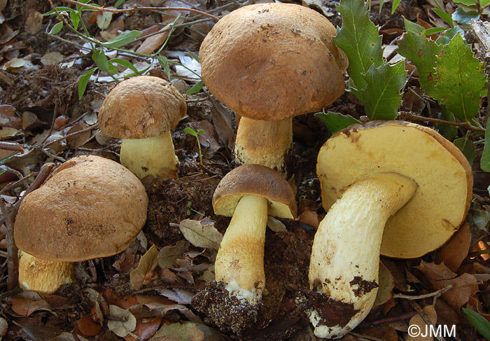 Leccinum lepidum